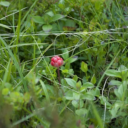 Fyresdal Oda ve Kahvaltı 3*